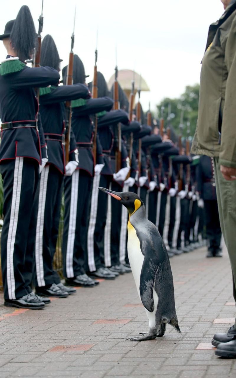 Королевский пингвин из зоопарка Эдинбурга стал бригадным генералом Королевской гвардии Норвегии. 