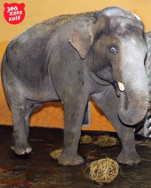 
Слона Хороса поздравили с Днем рождения "витаминным тортом"5 