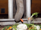 
Слона Хороса поздравили с Днем рождения "витаминным тортом"5 