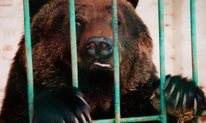 В Иркутской области (Россия) медведь откусил руку мужчине, который просунул ее в вольер для того, чтобы покормить животное сгущенным молоком. 
