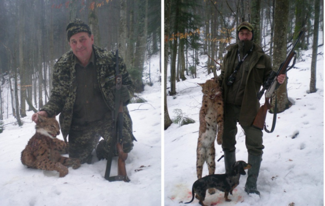 В сети появились фотографии, где лесничий Раховского лесничего хозяйства Виктор Кабаль и его сын Николай позируют с убитой рысью. 