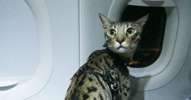 В столичном аэропорту "Киев" на 2 часа задержали рейс "Киев-Анкара" через котов на борту. 