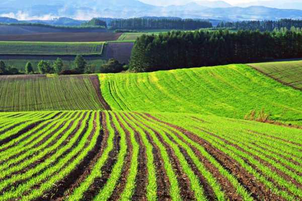 Верховная Рада приняла Закон №6049-д, который усовершенствует правила землепользования в массивах земель сельскохозяйственного назначения. 