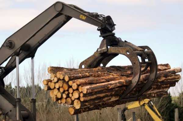 Из Украины в страны ЕС импортируется больше незаконной древесины, чем с любую другую страну мира и более, чем из стран Латинской Америки, Африки и Юго-Восточной Азии, вместе взятых. 