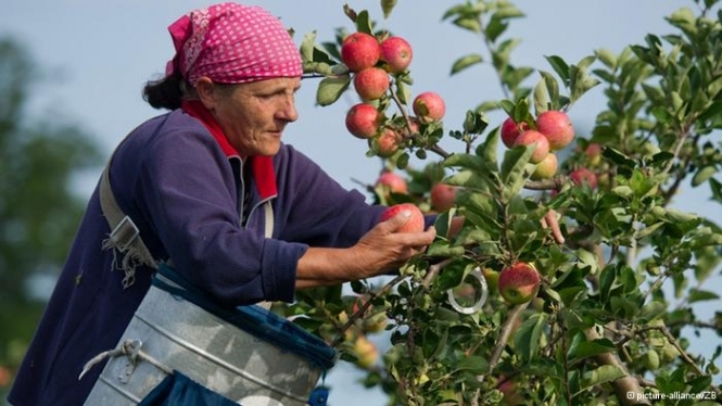 Украинские работники стали реже отправляться за границу за "сезонными деньгами", поскольку работы по сбору овощей и ягод много и в Украине. 