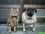 Биологи выяснили причину вражды между кошками и собаками