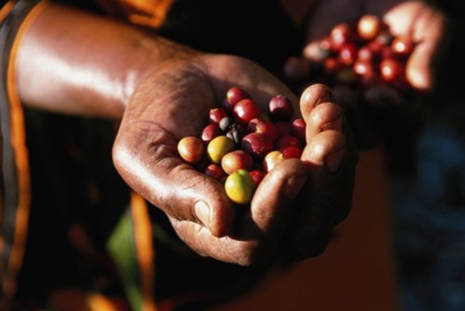 Глобальное потепление приводит к тому, что урожай кофе ежегодно уменьшается из-за засухи, в то же время спрос на сам напиток продолжает расти. 
