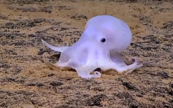 Ученые нашли осьминога, который, вероятно, принадлежит к неизвестному ранее виду, и живет на большой глубине. 
