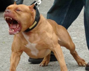 
    В Киеве собака бойцовской породы напала на женщину и отгрызла полруки 