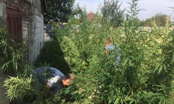 В Волновахе полиция разоблачила мужчину, который выращивал коноплю, стоимость "урожая" оценили в 300 тыс. грн. 
