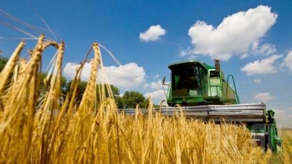 Крупнейший покупатель украинской пшеницы Египет запретил ее ввоз. 