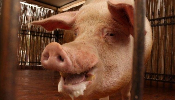 В части Основянского района объявлен карантин в связи со вспышкой африканской чумы свиней. 