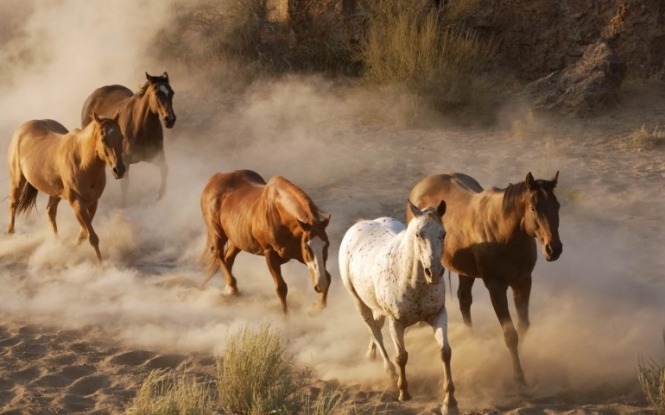 В США хотят истребить 45 тысяч диких лошадей для того, чтобы расширить место для пастбищ и фермерских хозяйств, на которых выращивают крупный рогатый скот. 