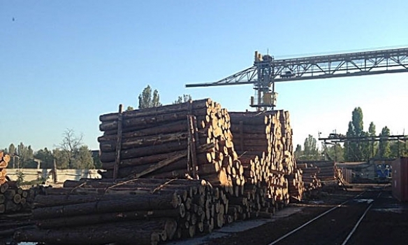 В Одессе оперативники Управления защиты экономики обнаружили канал незаконного экспорта леса. 