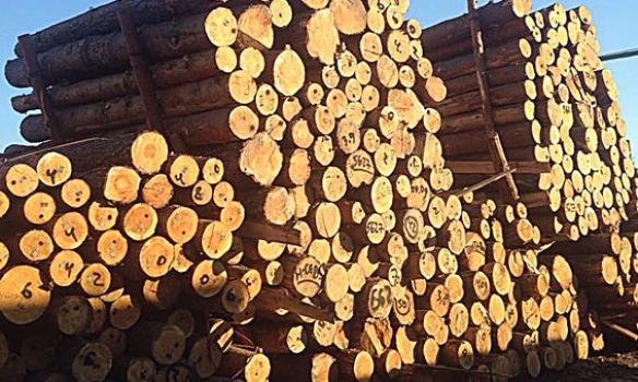 В Одессе оперативники Управления защиты экономики обнаружили канал незаконного экспорта леса. 