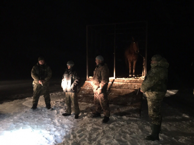 Трех мужчин задержали пограничники на Волыни. Неизвестные пытались незаконно вывезти в Беларуси семь лошадей, чтобы продать. 