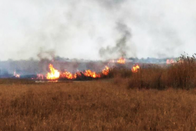 Браконьеры 28 января устроили пожар в национальном природном парке "Тузловские лиманы" в Одесской области. 