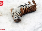 
    Тигры из киевского зоопарка обрадовались снегопаду5 