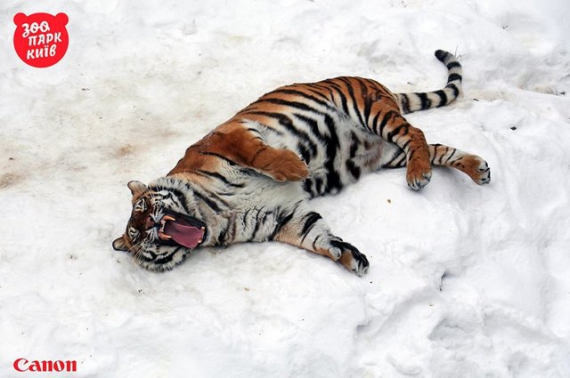 
    Тигры из киевского зоопарка обрадовались снегопаду5 