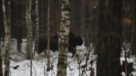 На территории национального парка "Цуманская Пуща" на Волыни экологи подтвердили проживание двух, а не одного, как считалось ранее, стад зубров. 