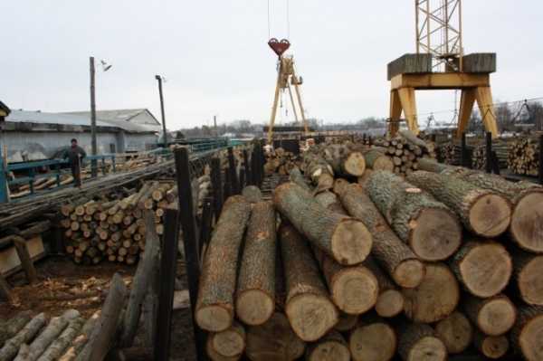 На Львовщине из-за разрешения на самовольную вырубку деревьев и халатность осудили мастера участка лесничества. Из-за халатности чиновника к своим служебным обязанностям по охране и защите леса, государству был нанесен ущерб на 371 тыс. грн. 