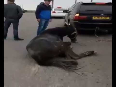 Неподалеку от Умани, на трассе Гереженовка-Умань, хасиды-живодеры тащили по дороге живого коня. Инцидент, 13 апреля, очевидцы сняли на видео и выложили в соцсеть. 