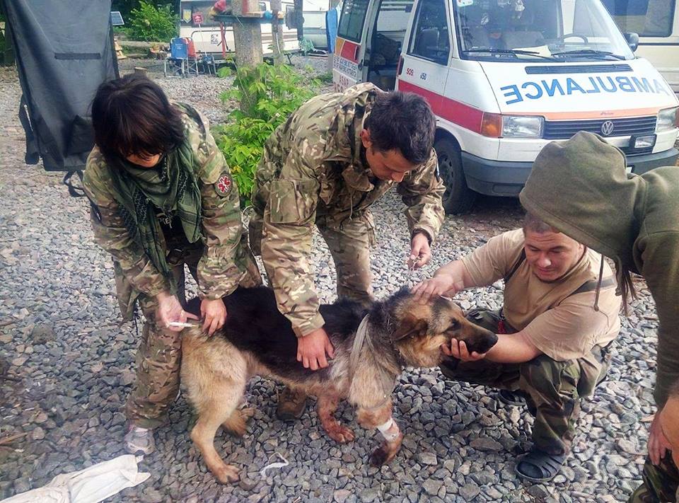В зоне боевых действий, вблизи Зайцево Донецкой области, пес спас двух бойцов ВСУ, прикрыв их собой. 