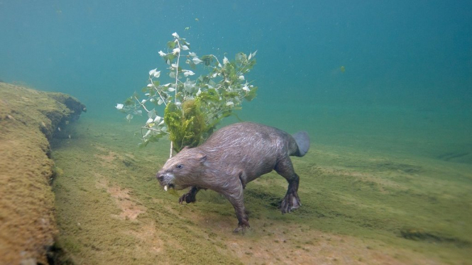 Журнал bioGraphic опубликовал сделанное под водой фото евразийского бобра, который плывет по Луаре с Тополево ветвью в зубах. По этим снимком фотографу пришлось охотиться четыре года. 