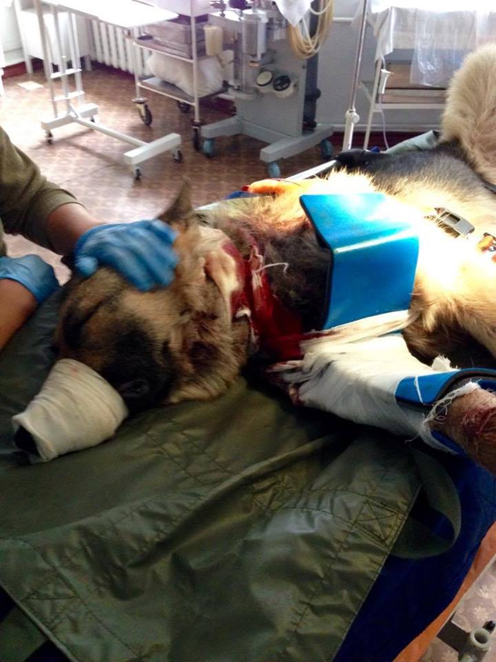 В зоне боевых действий, вблизи Зайцево Донецкой области, пес спас двух бойцов ВСУ, прикрыв их собой. 