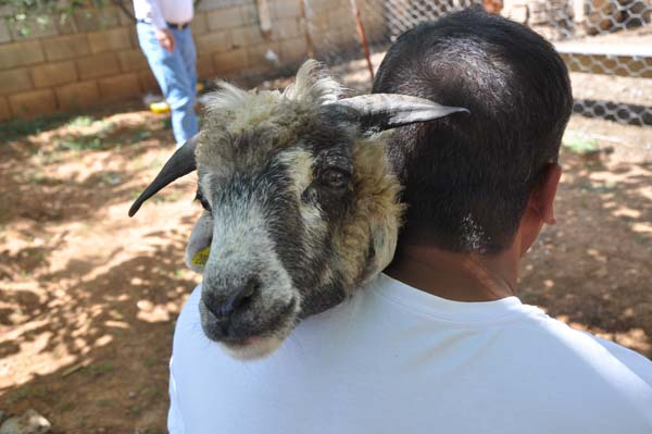 Овца с челюстью в ушной раковине найдена в Турции. 