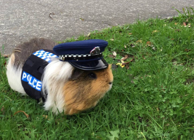 Морская свинка по кличке Эллиот вступила в ряды полиции Новой Зеландии. Теперь она будет помогать бороться с превышением скорости на дорогах. 