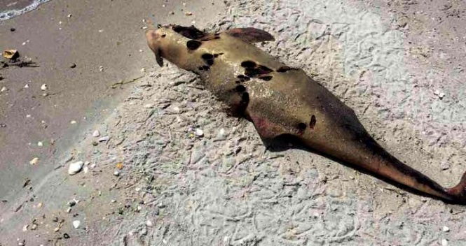 Несколько десятков трупов дельфинов обнаружили на побережье в районах Вилково и Приморское, Одесская область. 