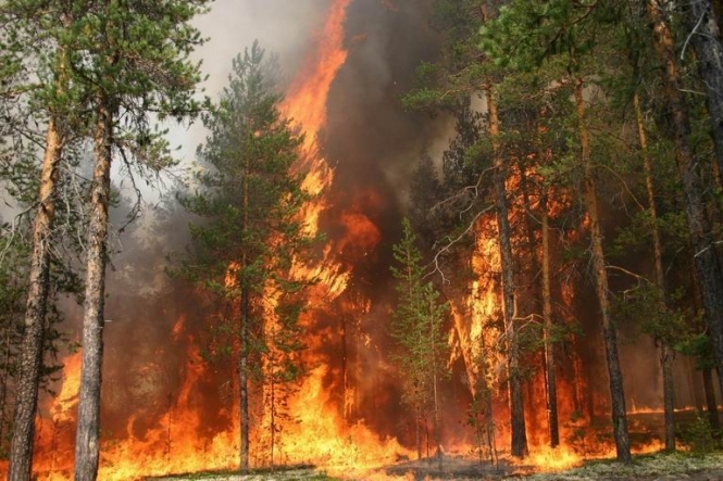 29 июня в 12:30 в зоне отчуждения возле ЧАЭС произошло возгорание леса на площади около 20 га. 