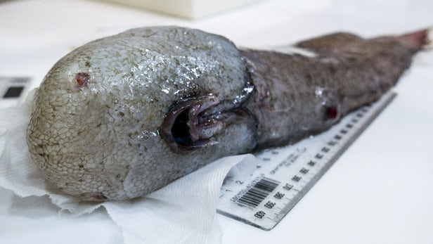 Австралийские ученые поймали глубоководную редкую рыбу, не попадалась исследователям с 1873 года, а также неизвестных науке существ. 