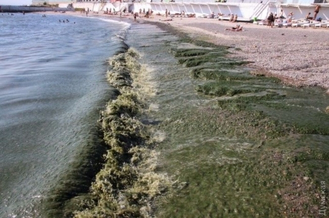 В Одесской области морская вода на трех пляжах курортного поселка Затока Белгород-Днестровского района не соответствует стандартам, и купаться в такой воде опасно. 