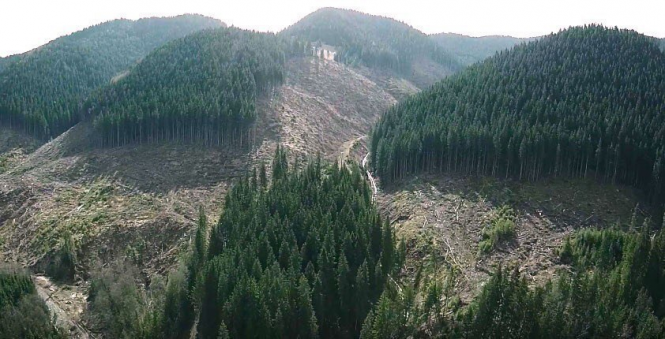 Президент Украины Петр Порошенко подписал закон об усилении ответственности за незаконную порубку леса и нарушение требований по охране лесов. 