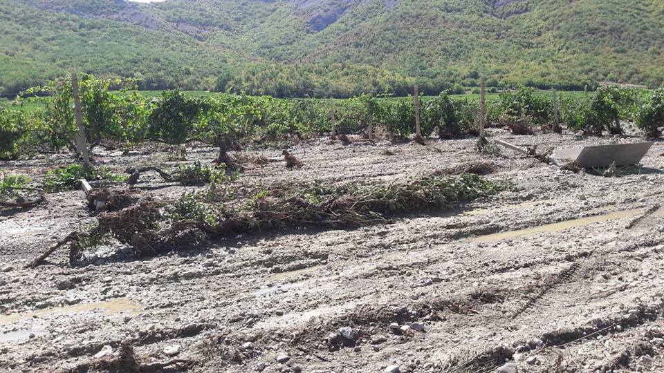 Не менее 80 гектаров виноградников одного из крупнейших винзаводов Крыма - "Массандра" - пострадали в результате селевого потока. 