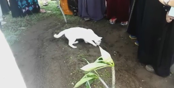 В Малайзии белый кот появился на похоронах своего хозяина, попытался раскопать его могилу и отказывался покидать кладбище. 
