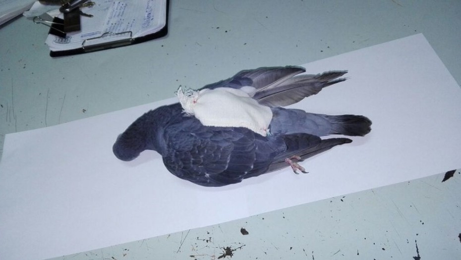 Полиция Аргентины застрелила голубя-наркокурьера, который доставлял наркотики в тюрьму. 
