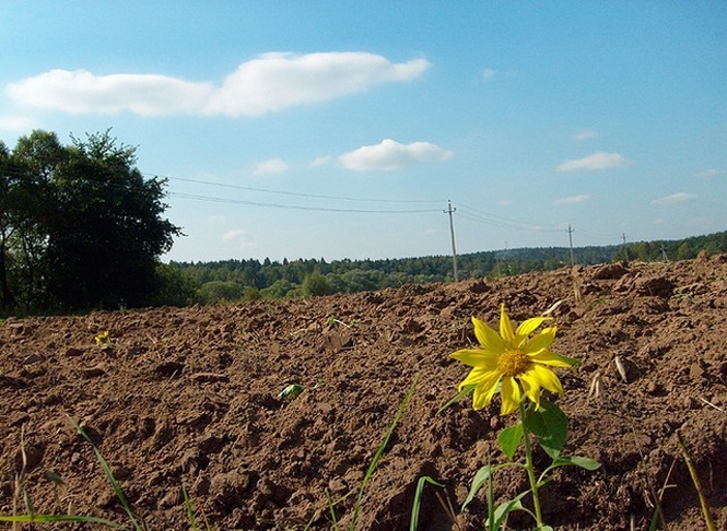Всемирный банк рассчитывает на принятие земельной реформы в Украине этой осенью. 