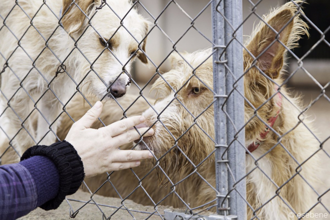 Власти штата Калифорния запретила продавать в зоомагазинах специально разведенных собак, кошек и кроликов. 