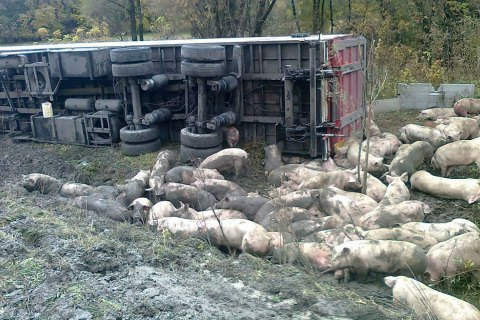 На трассе Киев - Харьков в Полтавской области водитель грузовика, которым перевозили свиней, не справился с управлением. В результате ДТП погибли 50 животных. 