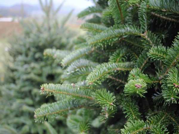 В Украине стартуют продажи новогодних елок, заготовленных на специальных плантациях или при проведении рубок формирования и оздоровления лесов. 