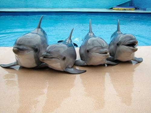 В Краснодарском крае задержана группировка браконьеров, которые незаконно ловили дельфинов. 