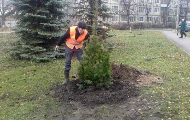 В Киеве массово высаживают сосны и ели, которые сразу обрабатывают специальным антивандальным раствором. Средство безопасно для растения, но защищает от вандалов. 