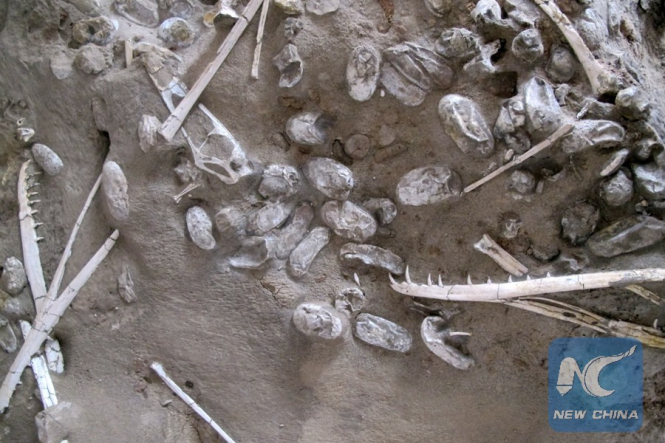 На северо-западе Китая группа ученых из Института палеонтологии позвоночных и палеоантропологии Пекина обнаружила около 200 окаменелостей взрослых птерозавров и более 200 их яиц. 