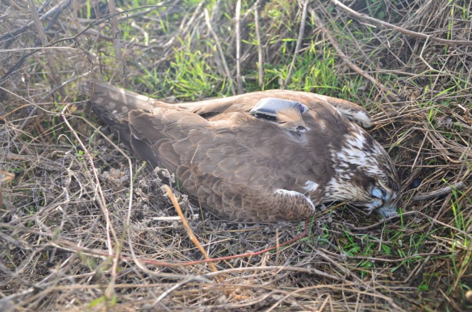 В Татарбунарском районе Одесской области браконьеры застрелили сокола, занесенного в Красную книгу Украины. 