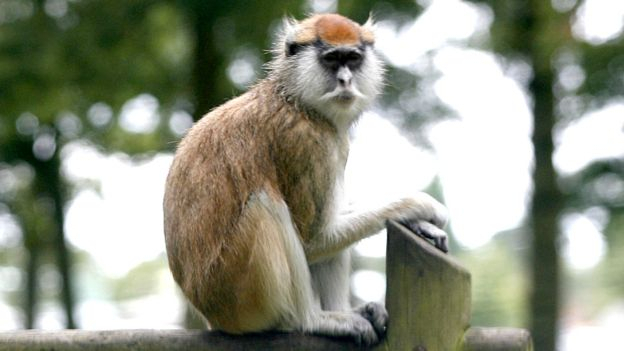 В Англии 13 обезьян-гусар погибли в сафари-парке Воберн во втором за последние две недели масштабном пожаре в центрах для животных в стране. 