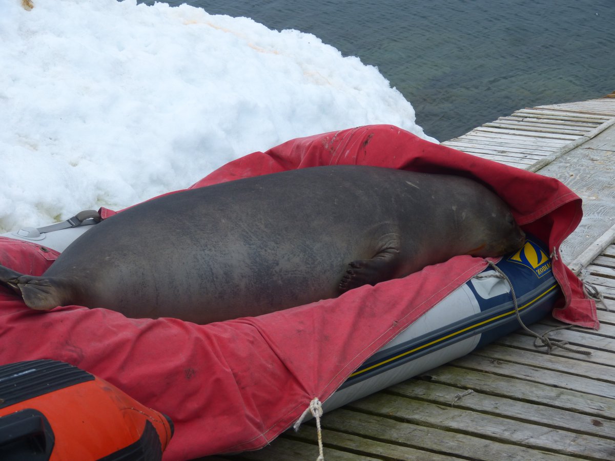 Неподалеку украинской станции в Антарктиде "Академик Вернадский" задремал морской слон. 