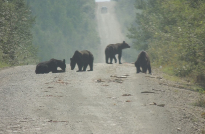 В Галицком национальном природном парке в Ивано-Франковской области из-за слишком теплой погоды медведи до сих пор не впали в спячку. 